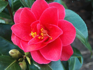 Camellia